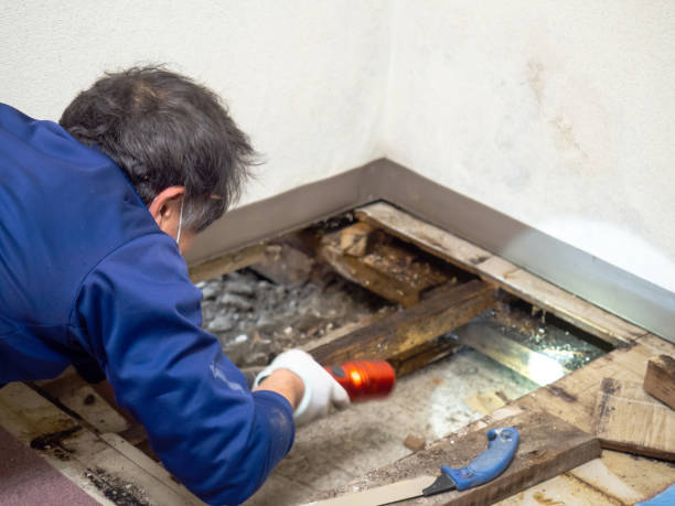 Best Mold Remediation for Specific Building Types in Arcadia, LA