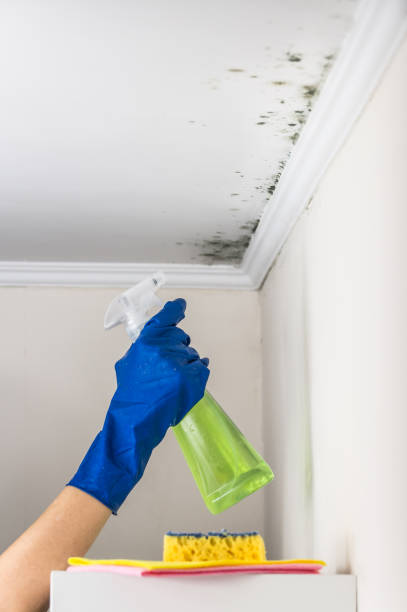Trusted Arcadia, LA Mold Remediation Experts